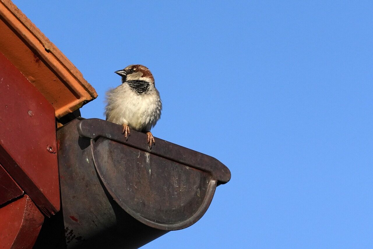 bird, sparrow, roof, perched, nature, gutter, close up